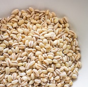 「もち小麦」ってなあに？