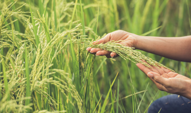 皆さん、お米食べていますか？