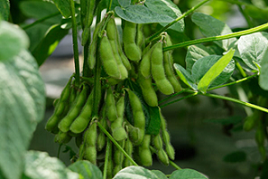 黄粉や枝豆は何からできている？