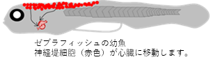 ゼブラフィッシュの心臓は損傷しても完全に再生できる！