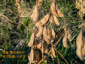 お正月の黒豆の正体は？