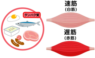 速筋タンパクって?~最近見かける速筋タンパク商品を筋線維特性から考えてみた~