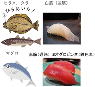 速筋タンパクって？～最近見かける速筋タンパク商品を筋線維特性から考えてみた～